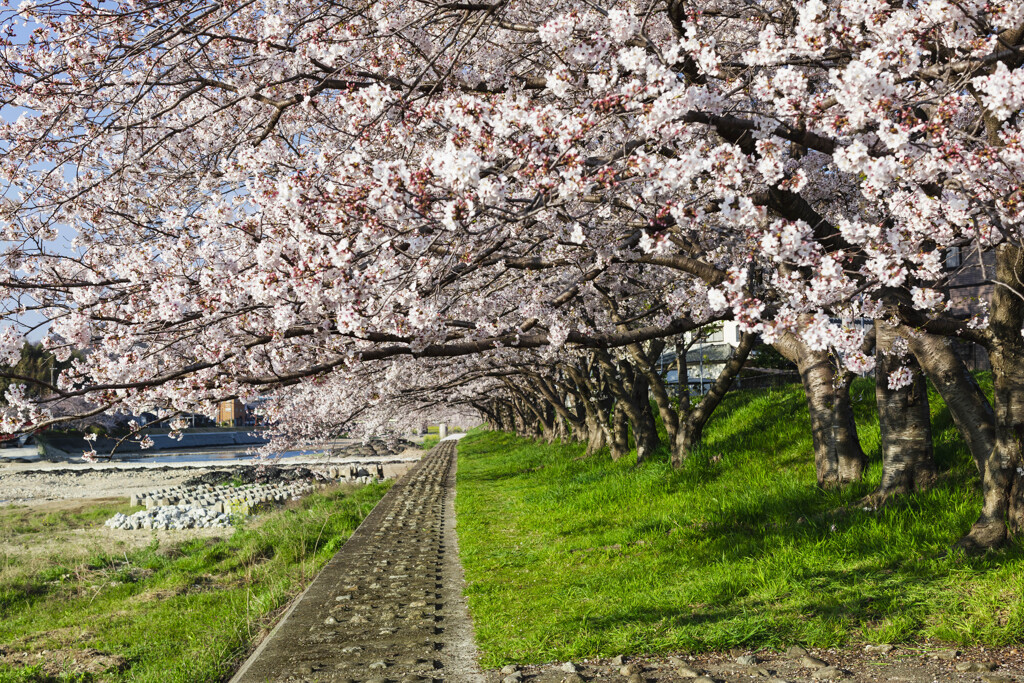 春の散歩道