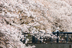 春の姫路散歩旅 ⑧ 桜雪崩