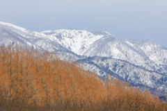 メタセコア並木と雪山