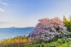 桜と海に