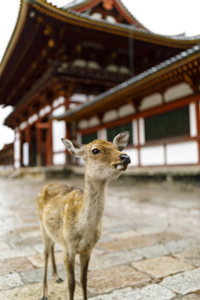 鹿と人の歴史