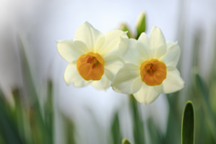 双子の白き花