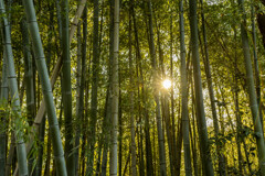 竹藪の中の光