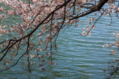 春の姫路散歩旅 ② お濠と桜