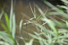 ウチワヤンマ　発進準備