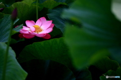 蓮の花４