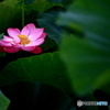 蓮の花４