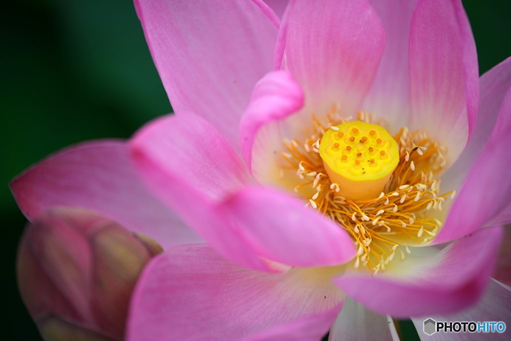 蓮の花３