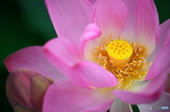 蓮の花３