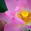 蓮の花３