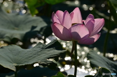 蓮の花２