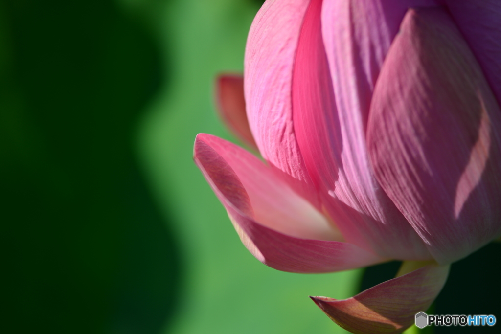蓮の花