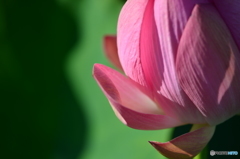 蓮の花