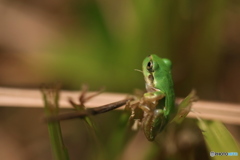 アマガエル３