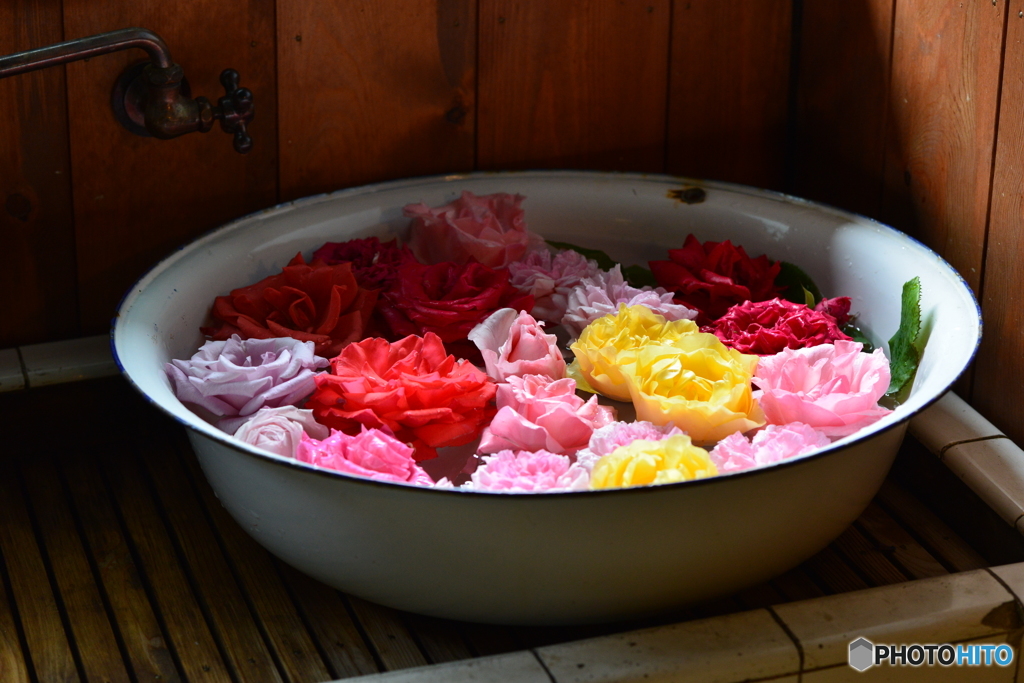 薔薇
