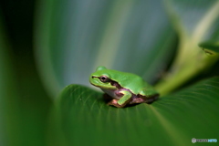 アマガエル２
