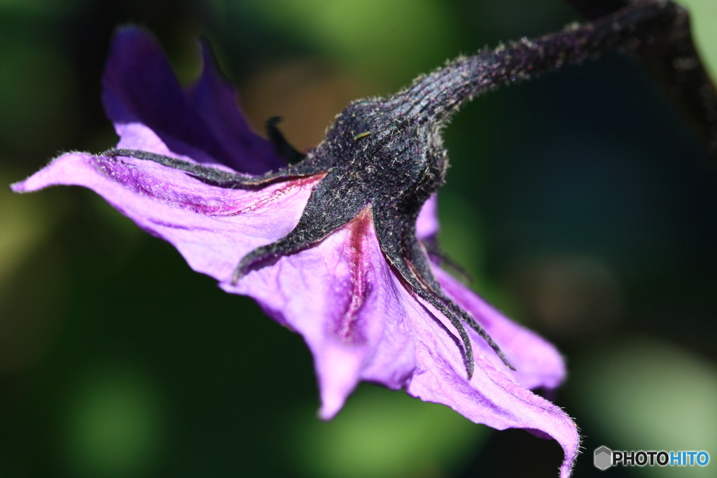 茄子の花