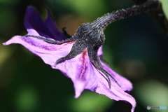 茄子の花