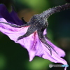 茄子の花