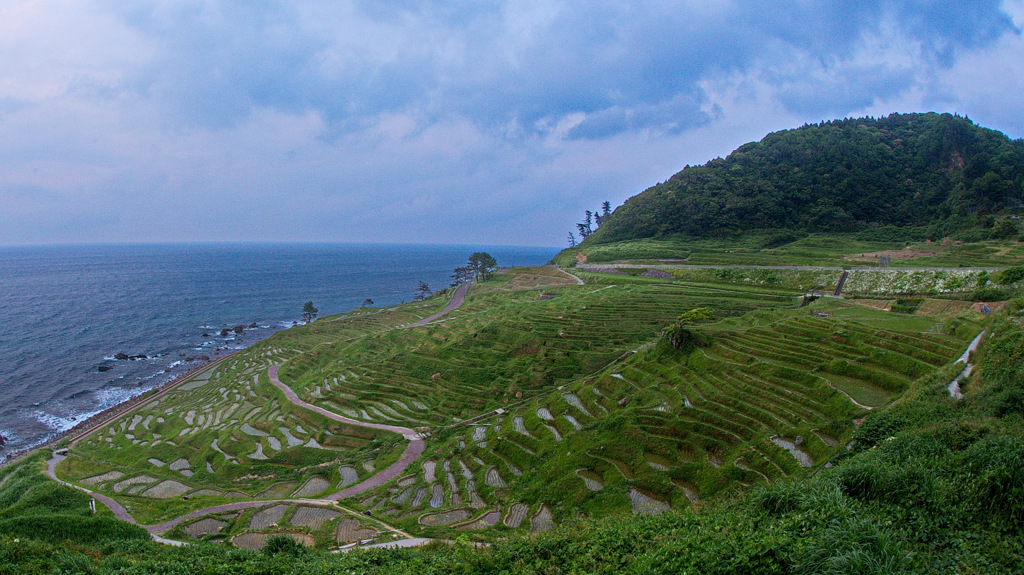 白米の千枚田　全景