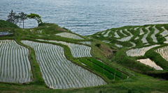 田植えも済んで