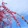 岡山の垂れ梅