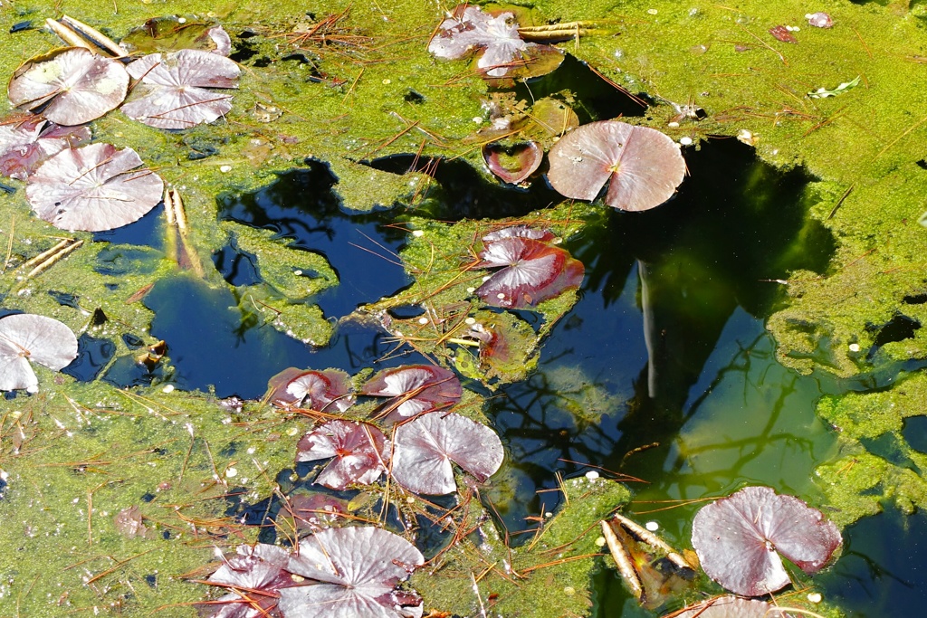 お寺の池