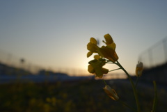 菜の花