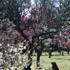 大阪城公園の梅　その2