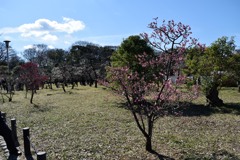 大阪城公の梅　4