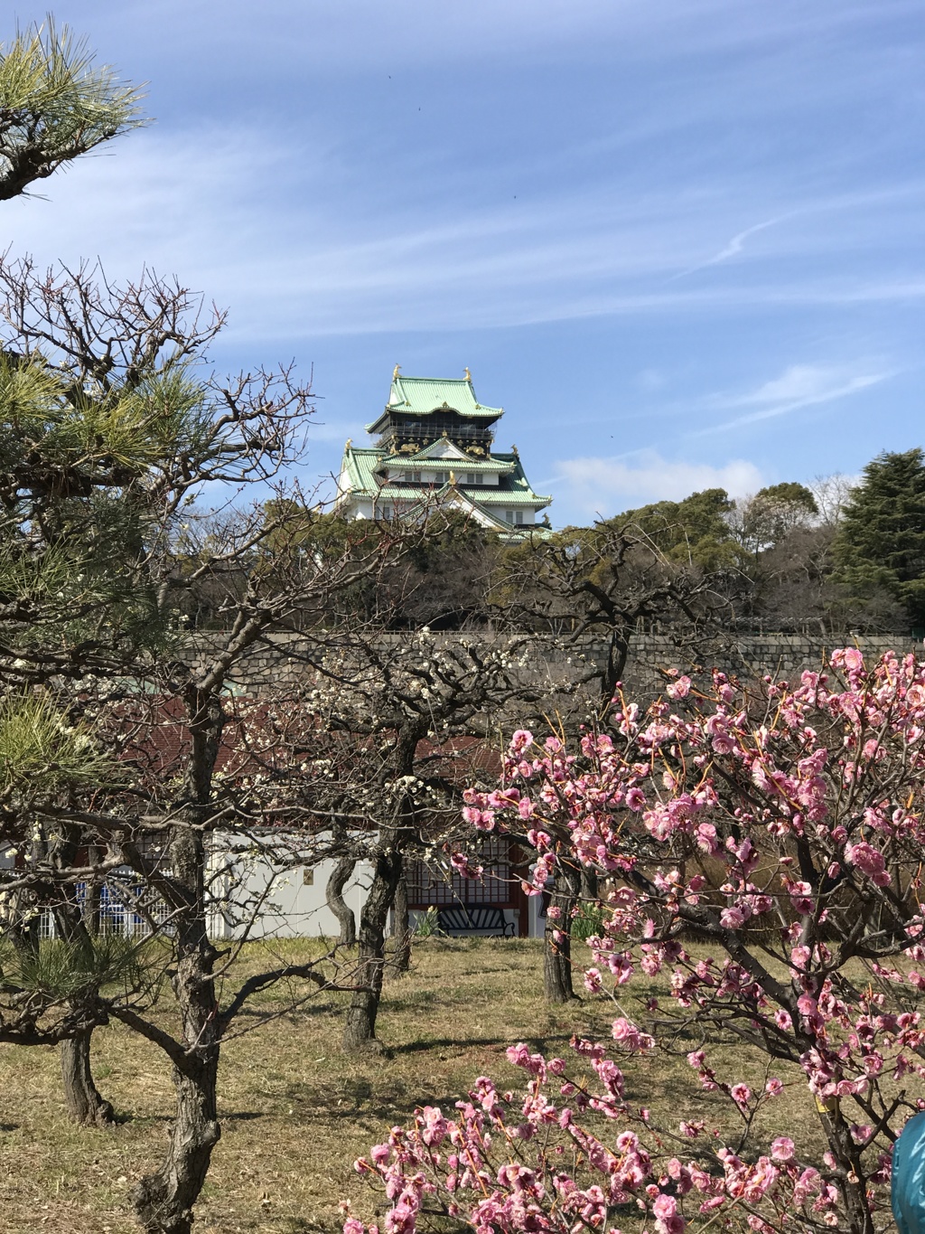 大阪城公園の梅林