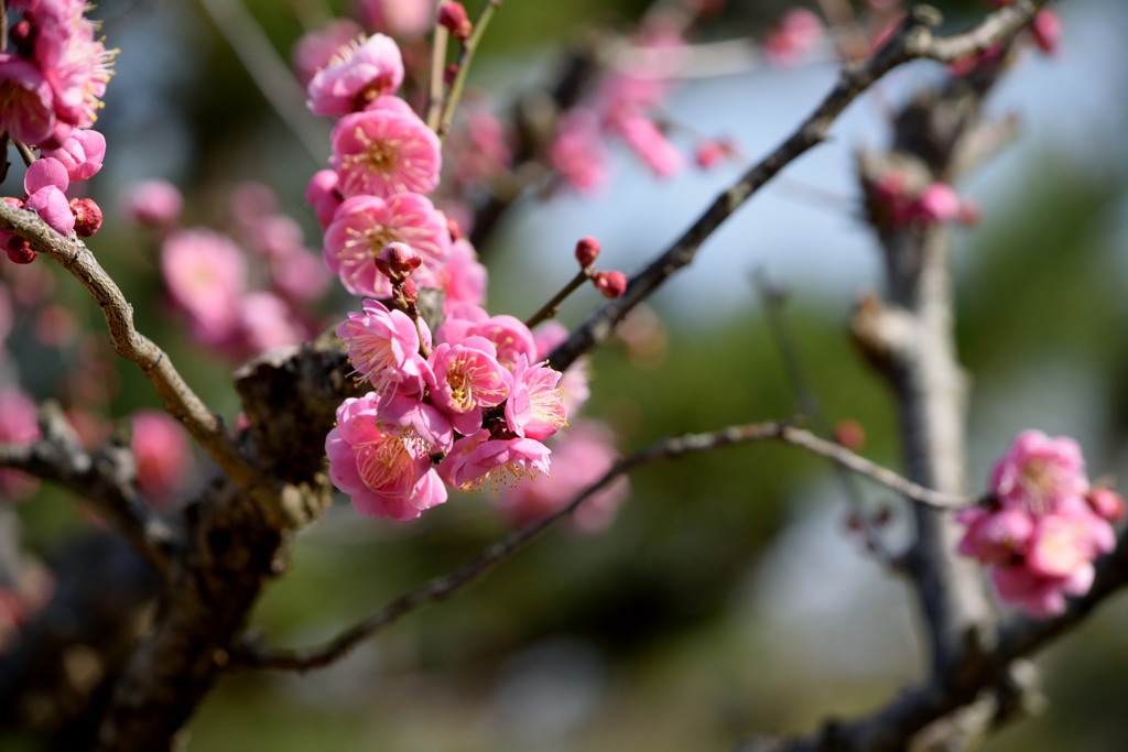 万博記念公園の梅