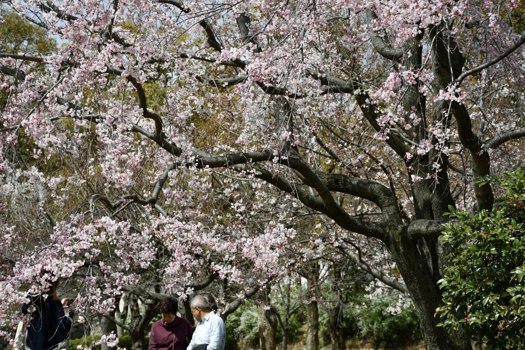 大阪城公園の桜 2