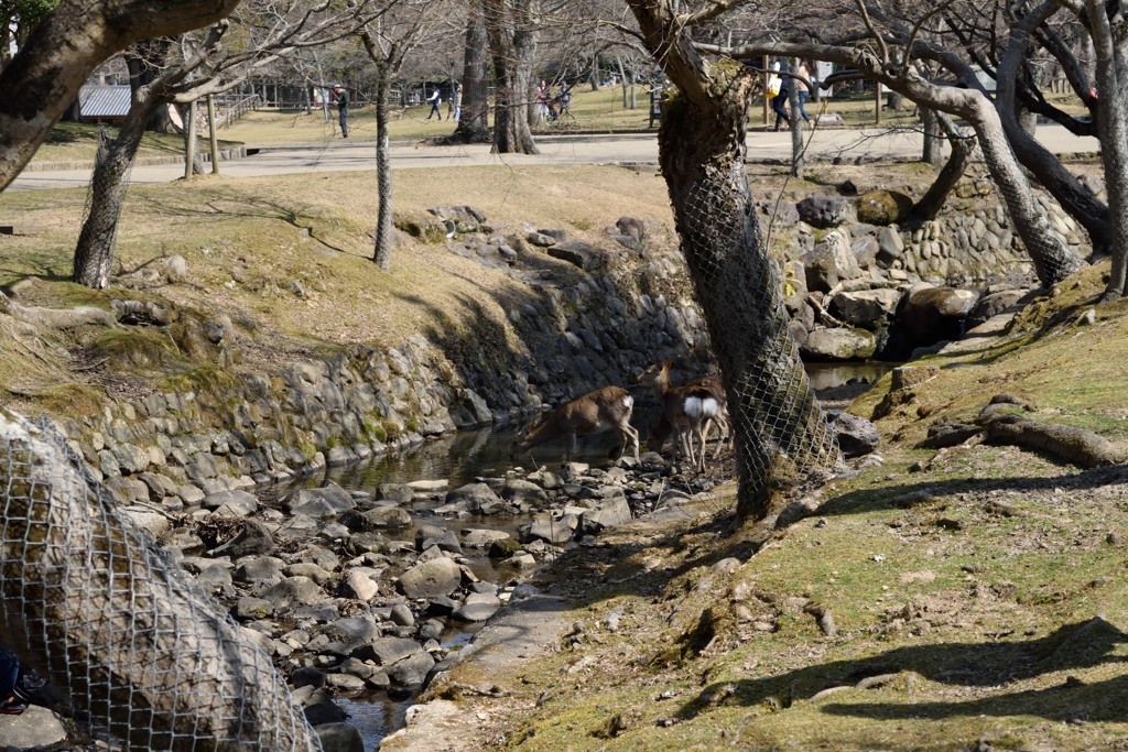 奈良公園の鹿