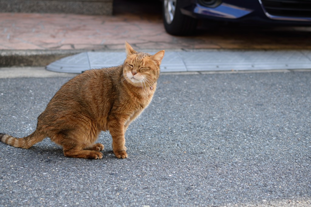 飼い猫