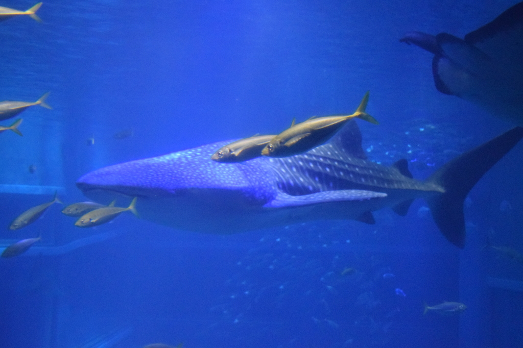 海遊館にて