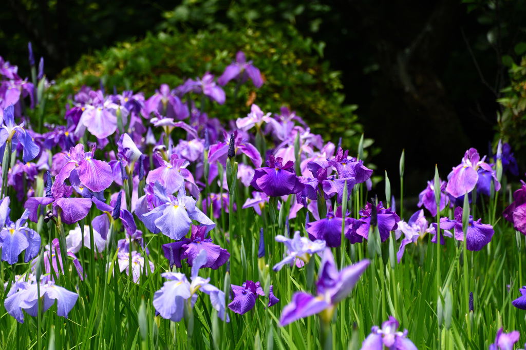 梅宮大社　花菖蒲