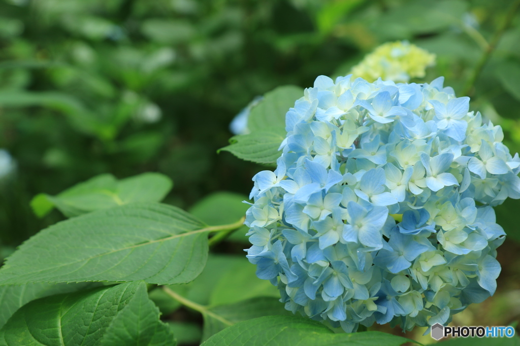 紫陽花2015@頼光寺