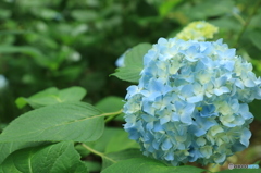 紫陽花2015@頼光寺