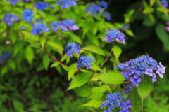 神戸市森林植物園