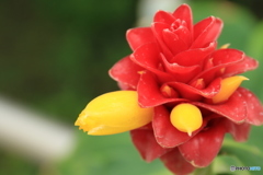 神代植物公園さんぽ