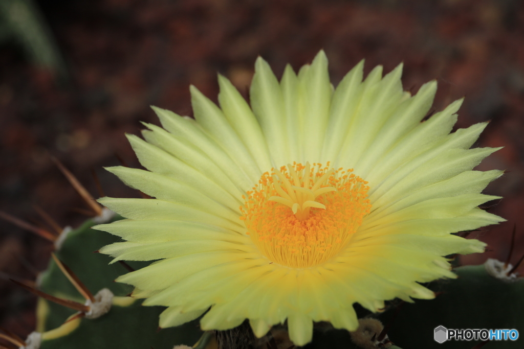 神代植物公園さんぽ