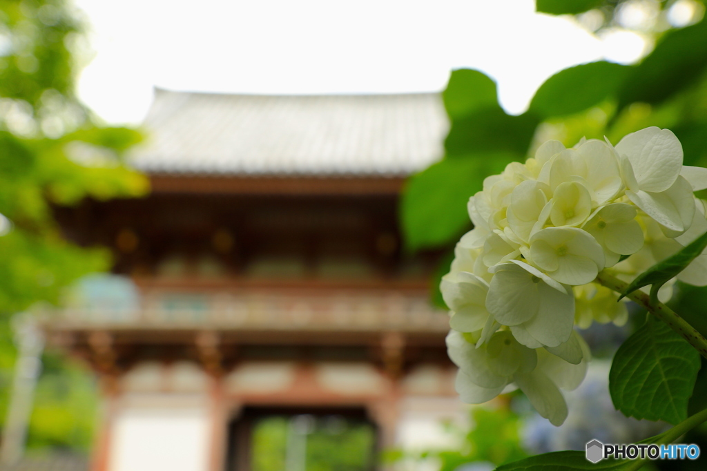 紫陽花2016@久安寺