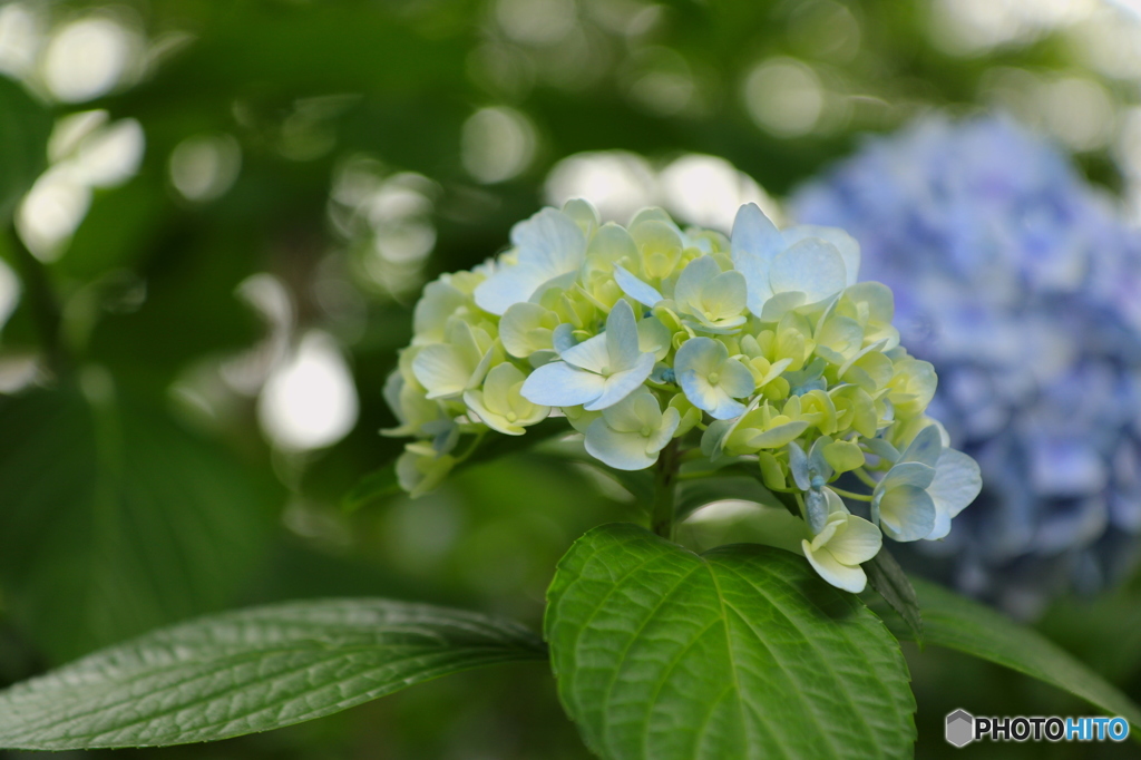 紫陽花2016@久安寺