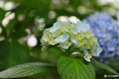 紫陽花2016@久安寺