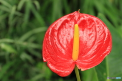神代植物公園さんぽ