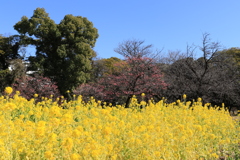 ぶらぶらさんぽ＠浜離宮恩賜庭園