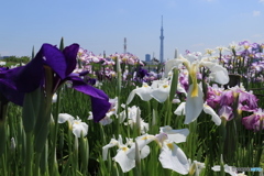 堀切さんぽ