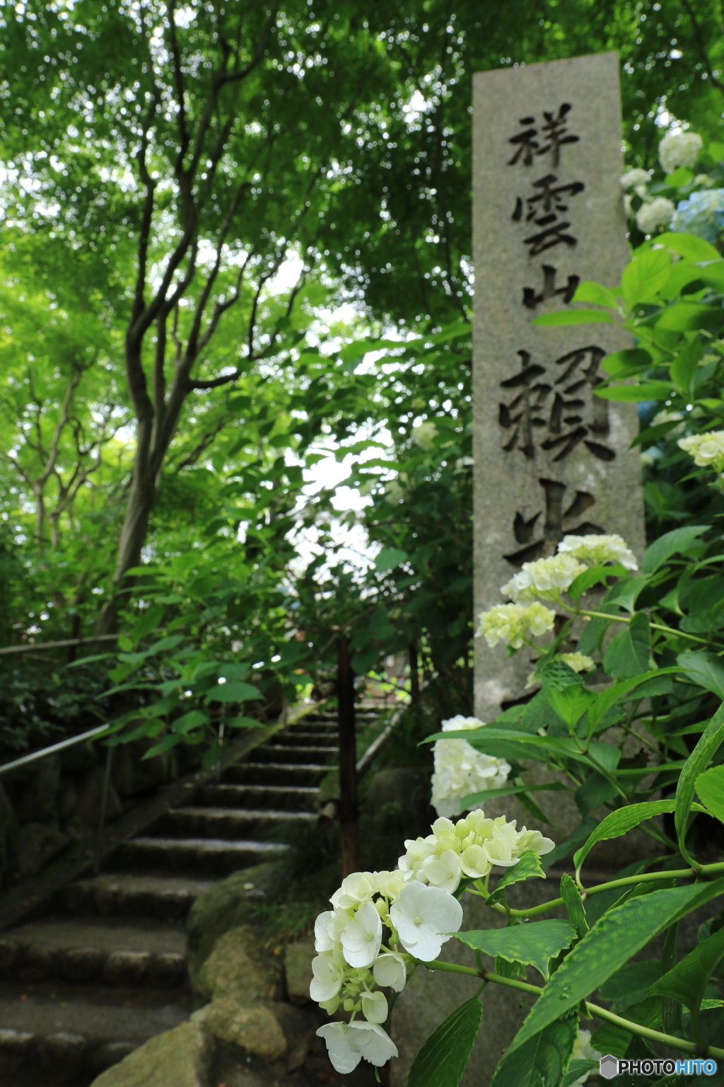 紫陽花2015@頼光寺