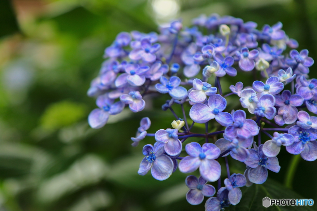 紫陽花2016@久安寺